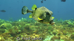 Spotted Trunk fish mid-water by Fred Lentz 